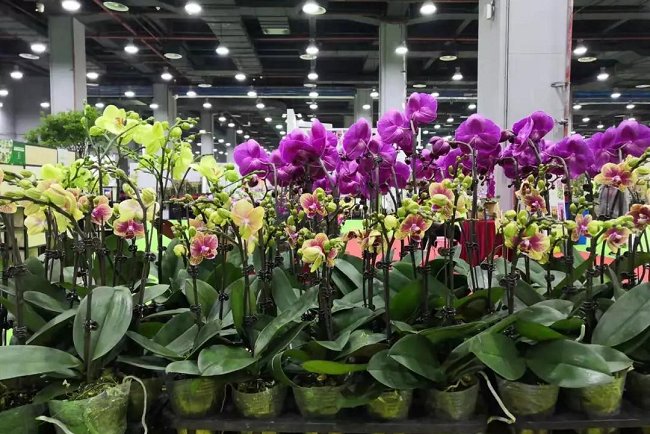 2021廣州花卉展覽會暨花卉種植設備花店用品展將于5月舉辦(www.69836.cn)